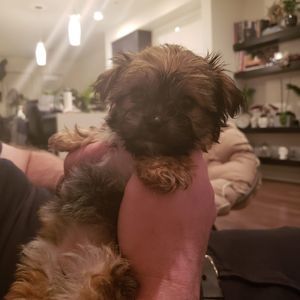 Meet your Posher, Jordan